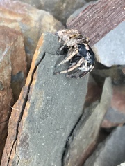 Habronattus borealis