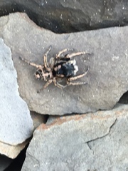 Habronattus borealis