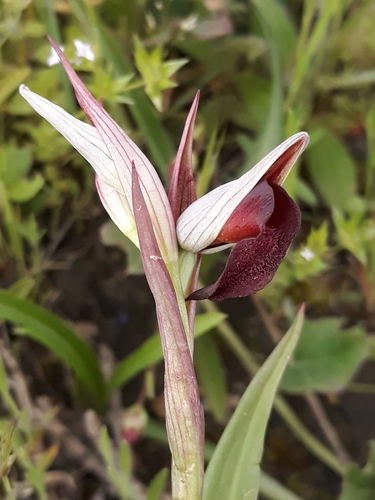 Image of Serapias strictiflora by (c) Karim Haddad, some rights reserved (CC BY)