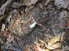 Russula capensis