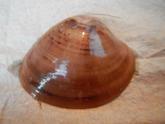 Megapitaria squalida