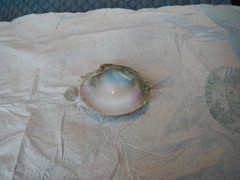 Megapitaria squalida