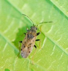 Peritrechus gracilicornis