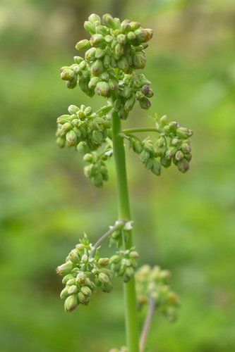 Image of Thalictrum polycarpum by (c) Gail A Baker, some rights reserved (CC BY)