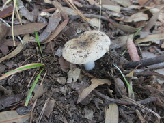 Russula sororia