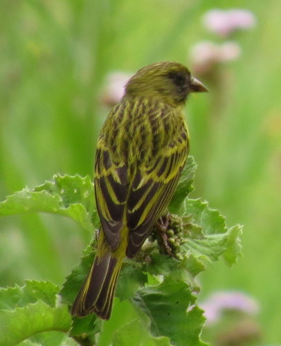 Crithagra hyposticta