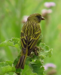 Crithagra hyposticta