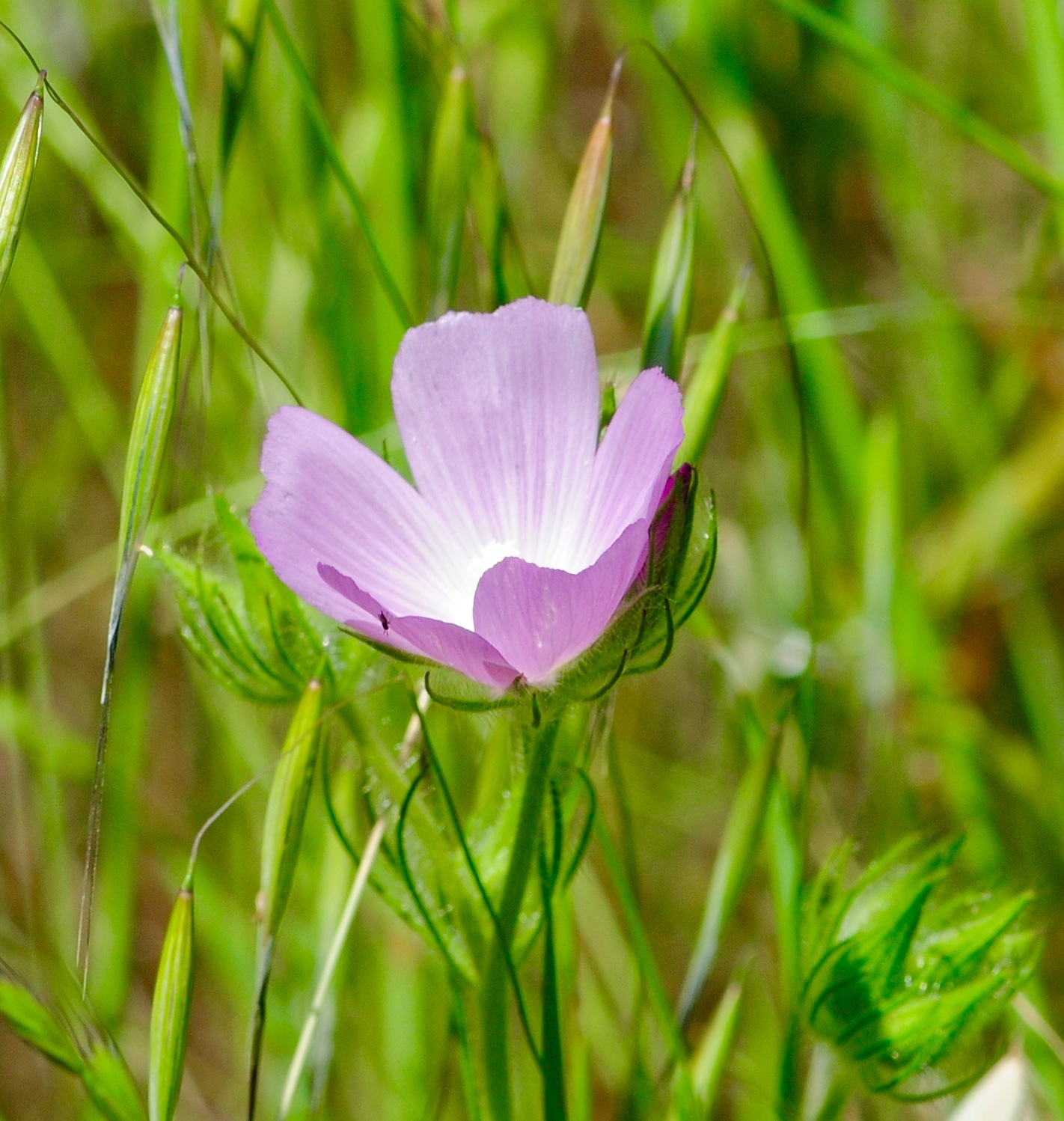 Sidalcea diploscypha