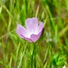 Fringed Checkerbloom - Photo (c) Leslie Flint, some rights reserved (CC BY-NC), uploaded by Leslie Flint