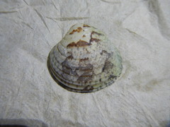 Chione subimbricata