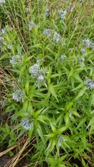Amsonia illustris