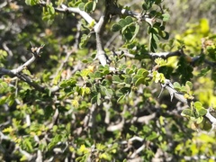 Painteria elachistophylla