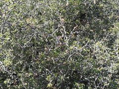 Painteria elachistophylla