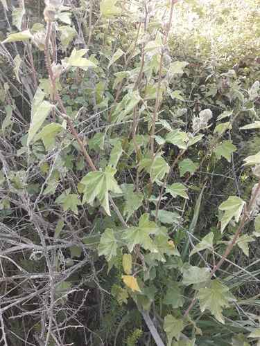 Image of Malva olbia by (c) Karim Haddad, some rights reserved (CC BY)