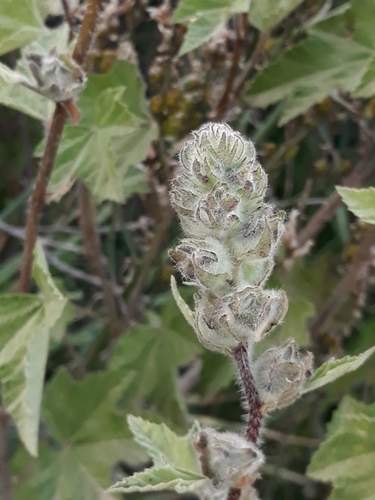 Image of Malva olbia by (c) Karim Haddad, some rights reserved (CC BY)