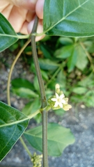 Morinda royoc