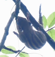 Tamiops mcclellandii