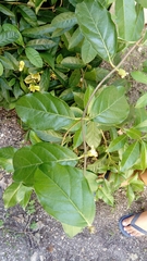 Morinda royoc