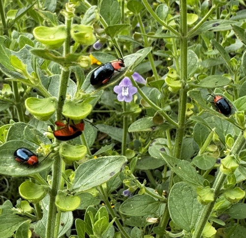 Asphaera lustrans