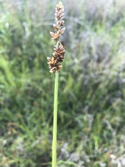 Carex muehlenbergii