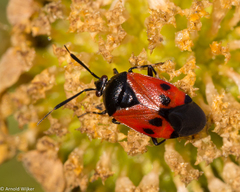 Deraeocoris rutilus