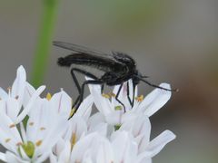 Empis ciliata