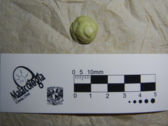 Hipponix