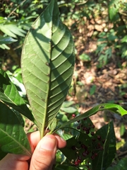 Psychotria marginata image