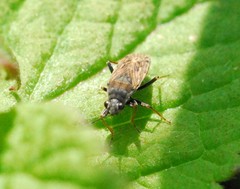 Peritrechus gracilicornis