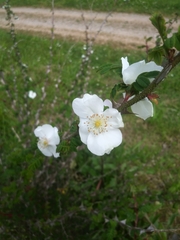 Rosa sericea