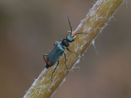 Common Malachite-beetle, Groesbeek, Nederland, photo 8 of 10