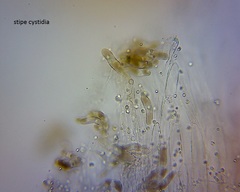 Pseudohydropus commenticius