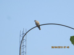 Streptopelia decaocto