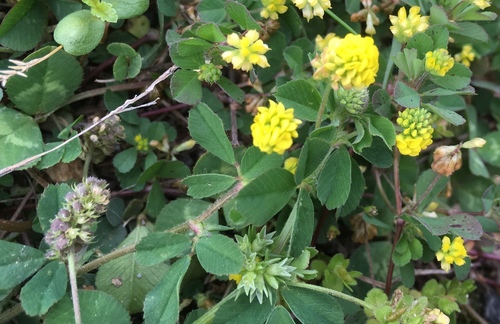 Medicago lupulina iNat (1)
