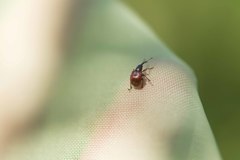 Tatianaerhynchites aequatus