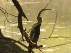 Anhinga melanogaster