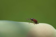 Tatianaerhynchites aequatus