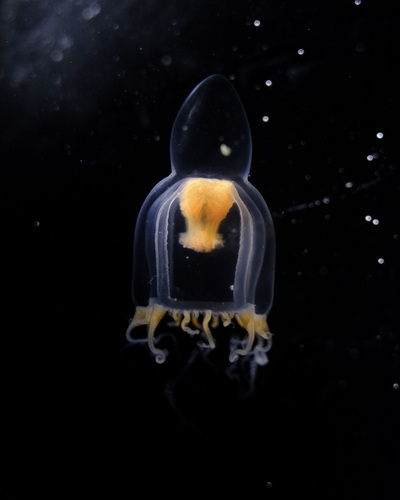 Neoturris pileata