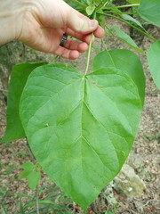 Catalpa