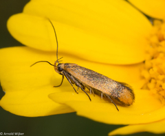 Syringopais temperatella