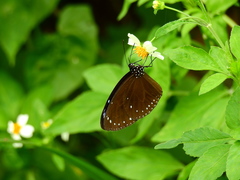 Euploea eunice hobsoni