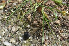 Nephrotoma appendiculata
