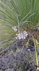 Asclepias zanthodacryon