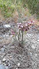 Asclepias zanthodacryon
