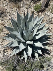 Agave deserti var. simplex