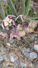 Asclepias zanthodacryon