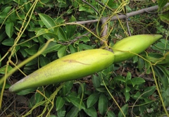 Strophanthus divaricatus