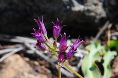 Allium bolanderi