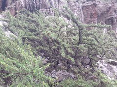 Cliffortia tridentata