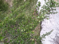 Cliffortia tridentata